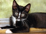 Black Kitten